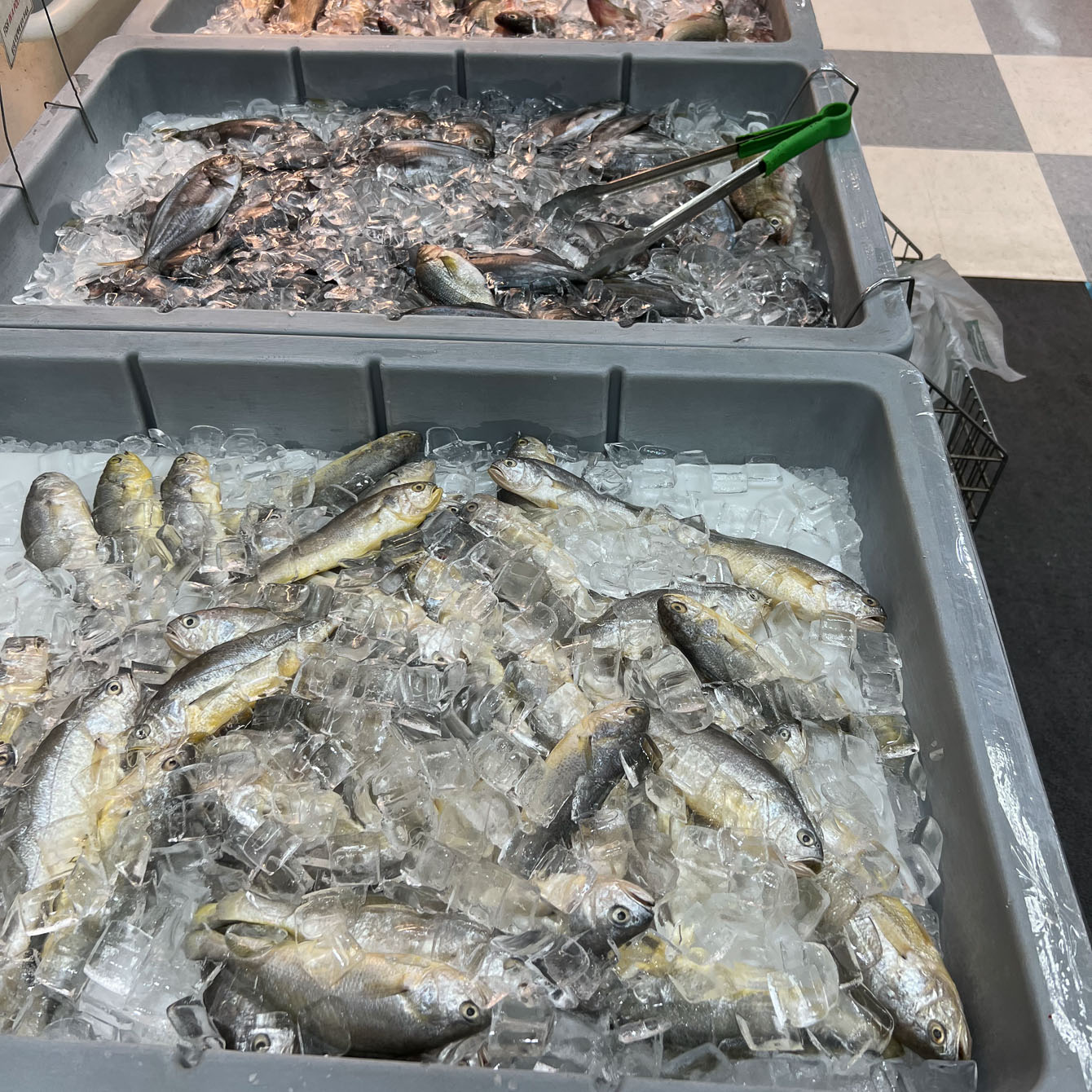 Yellow croaker fishes are in a plastic container with ice