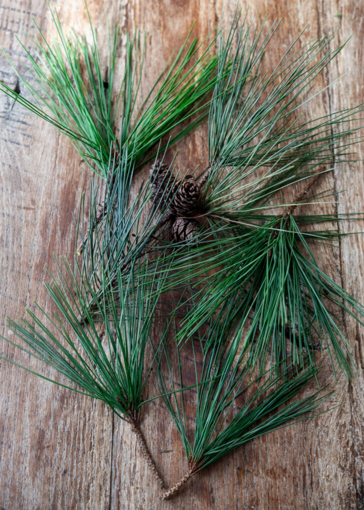 Fresh pine needles used for Korean Chuseok rice cakes.